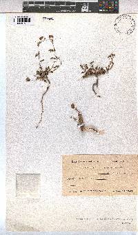 Hermannia erodioides image
