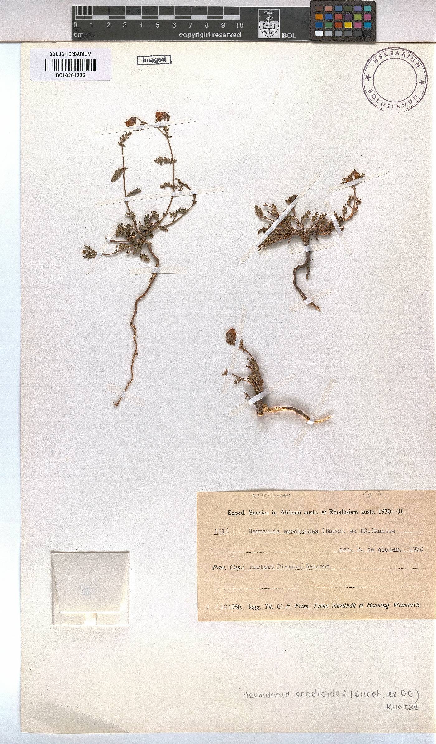 Hermannia erodioides image