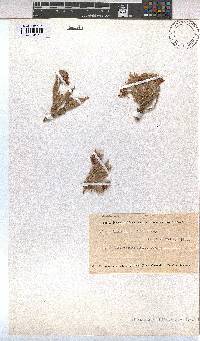 Hermannia lancifolia image