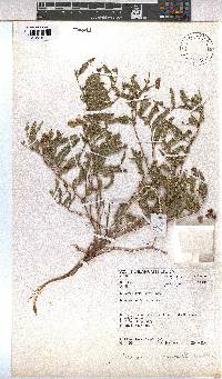 Hermannia modesta image