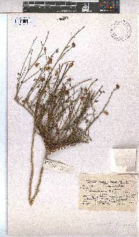 Hermannia linifolia image
