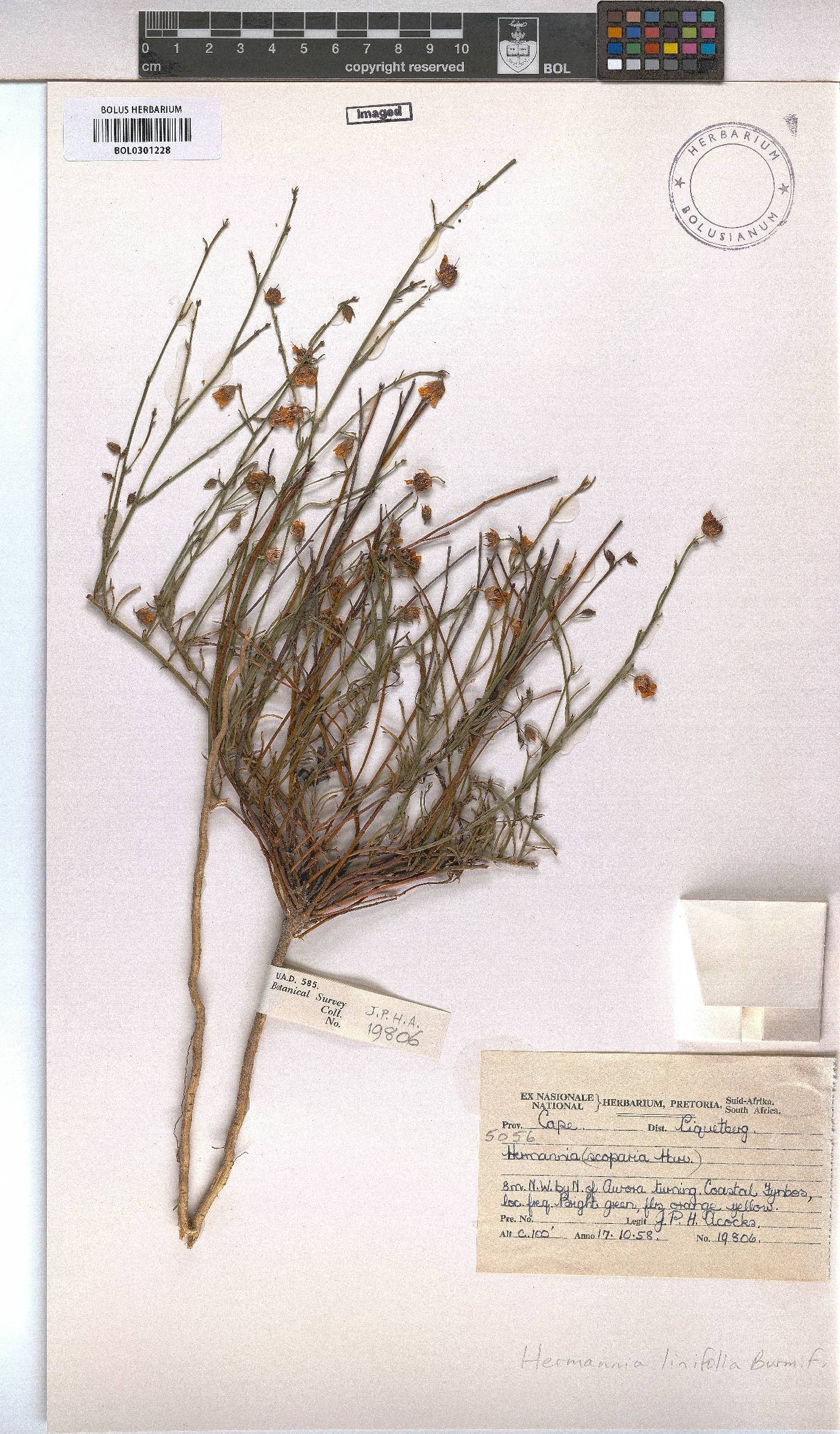 Hermannia linifolia image