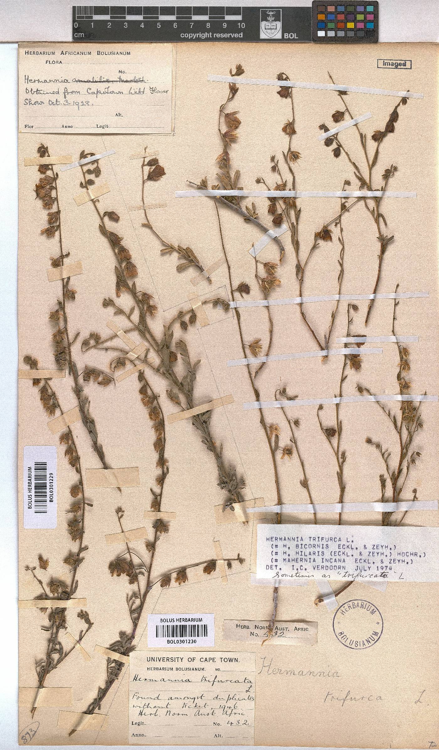 Hermannia trifurca image