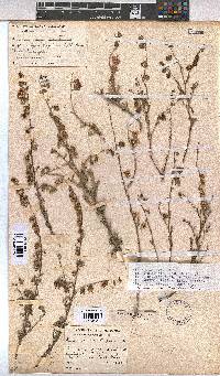 Hermannia trifurca image