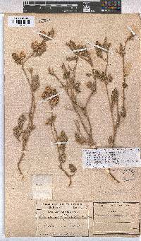 Hermannia comosa image