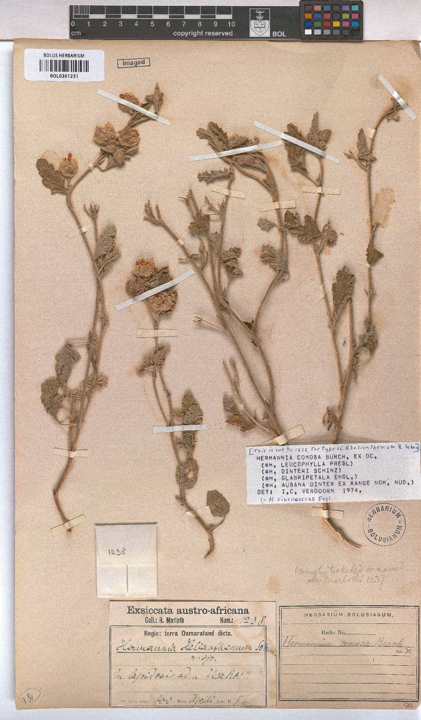 Hermannia comosa image