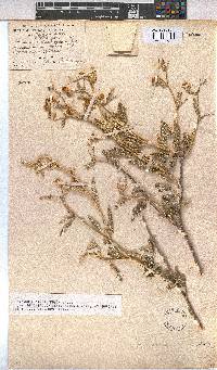 Hermannia disermifolia image