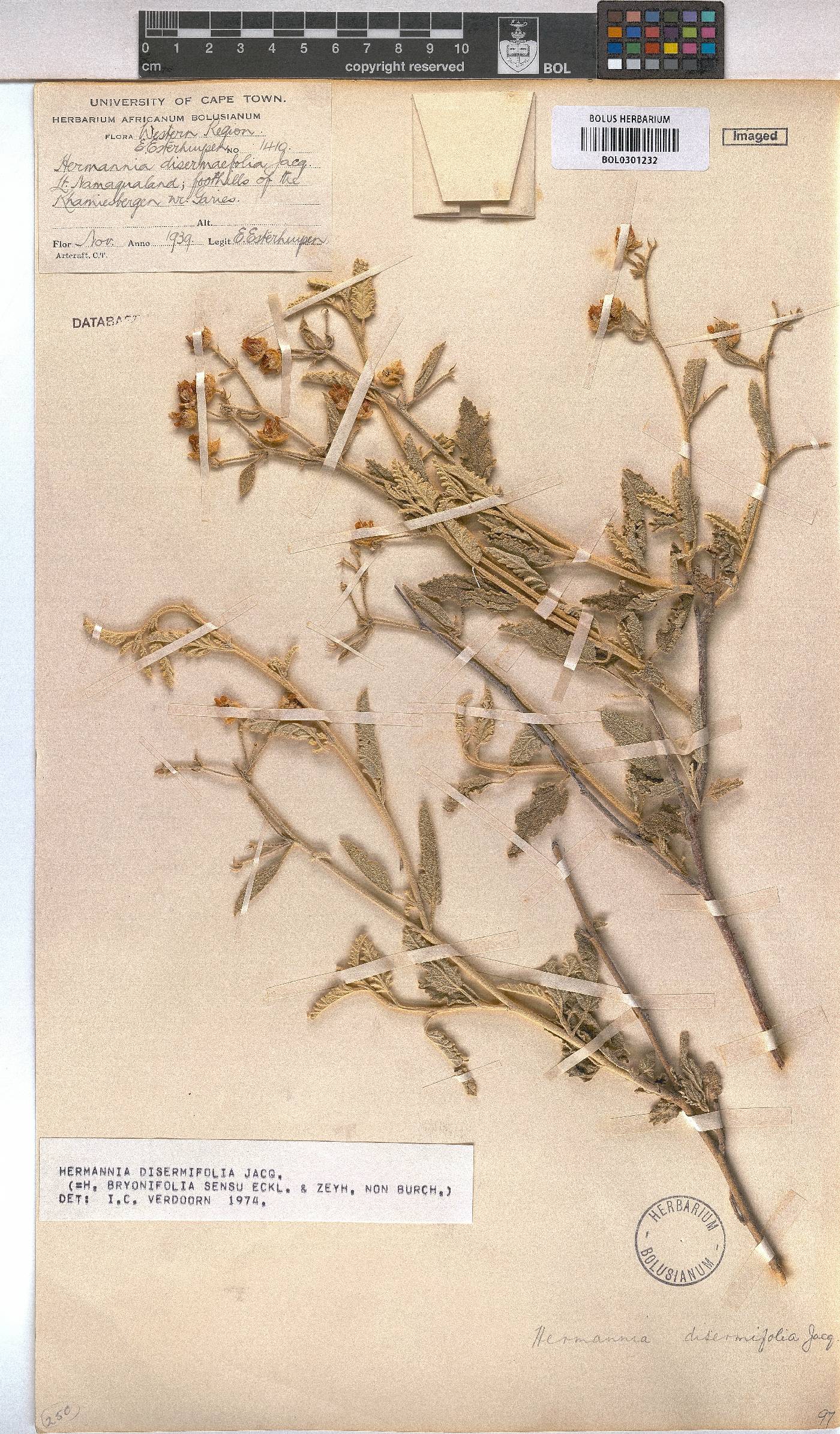 Hermannia disermifolia image