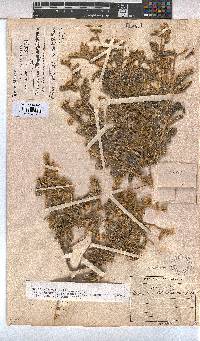 Hermannia disermifolia image