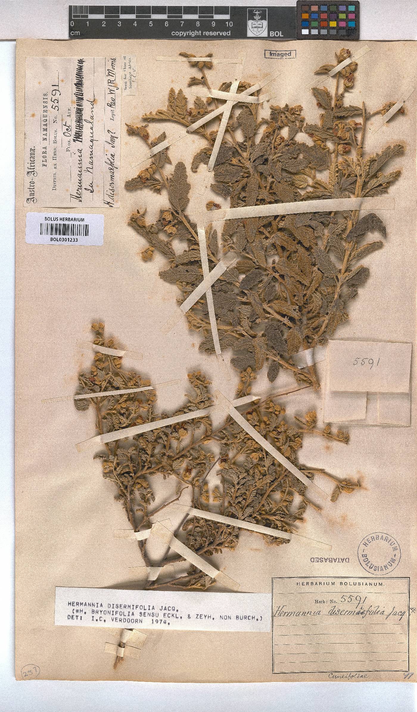 Hermannia disermifolia image