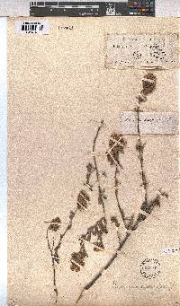 Hermannia hyssopifolia image