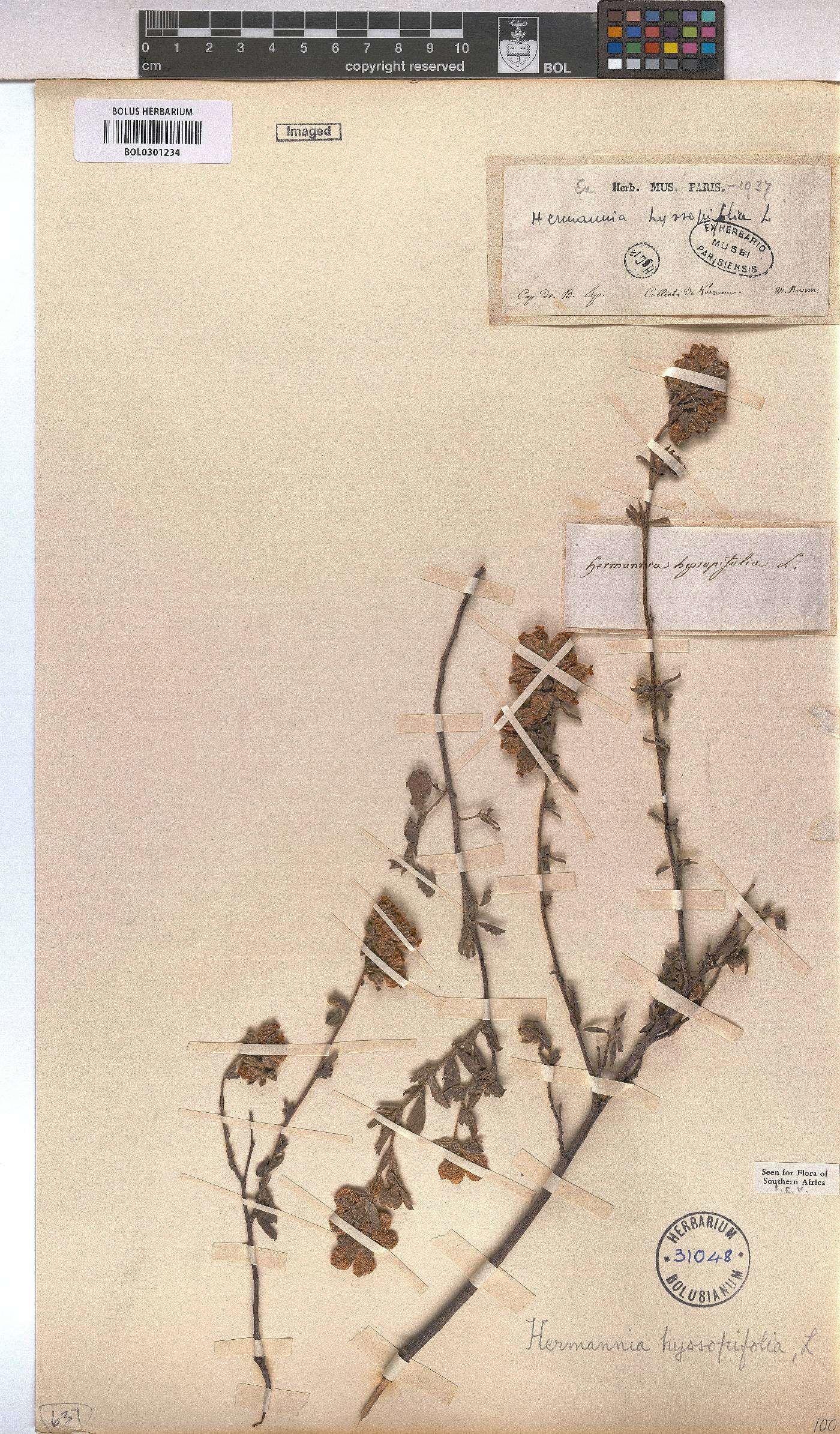 Hermannia hyssopifolia image