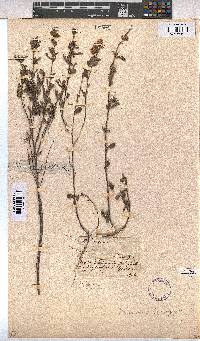 Hermannia hyssopifolia image