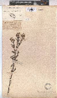 Hermannia hyssopifolia image