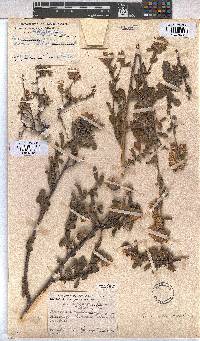 Hermannia hyssopifolia image
