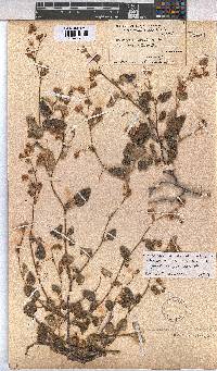 Hermannia althaeoides image