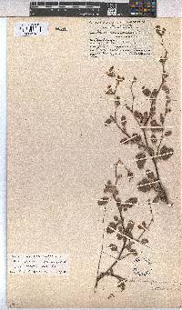 Hermannia althaeoides image