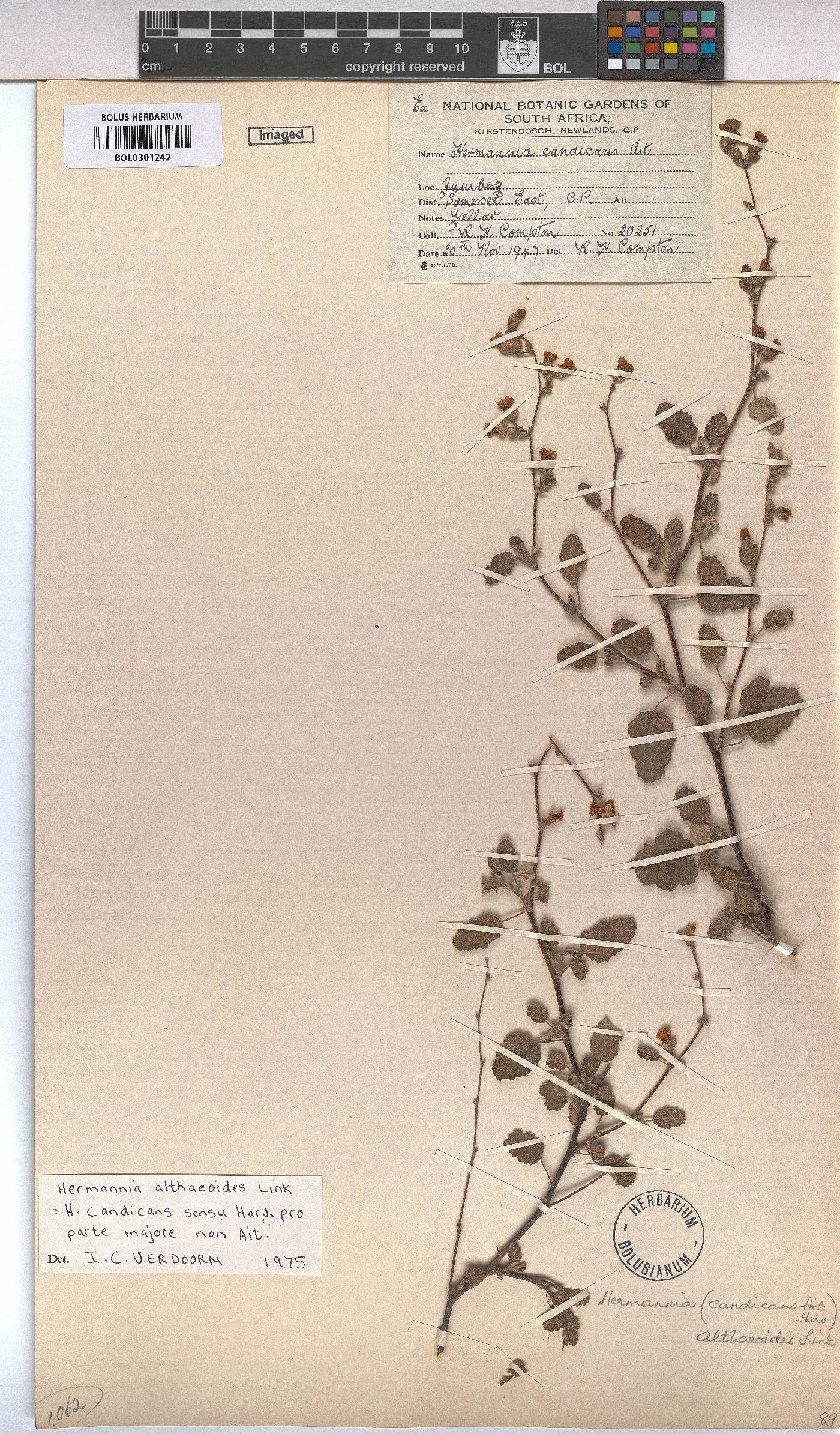 Hermannia althaeoides image