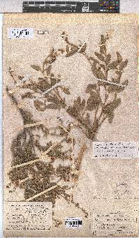 Hermannia althaeoides image