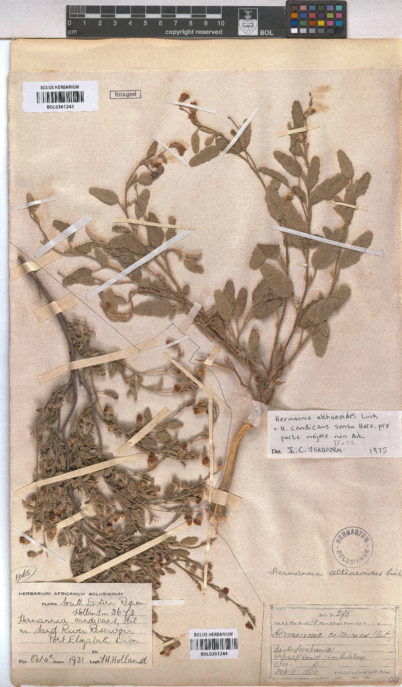 Hermannia althaeoides image