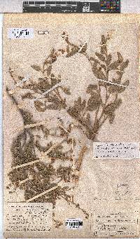 Hermannia althaeoides image