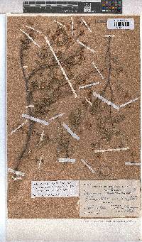 Hermannia althaeoides image