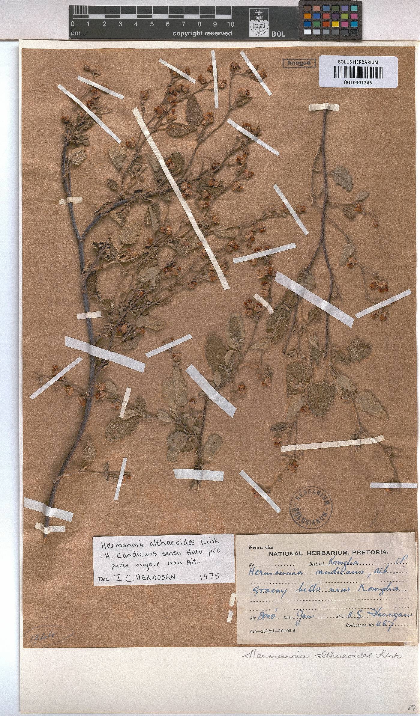 Hermannia althaeoides image