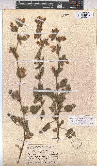 Hermannia althaeifolia image