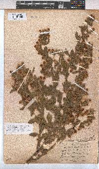 Hermannia althaeifolia image