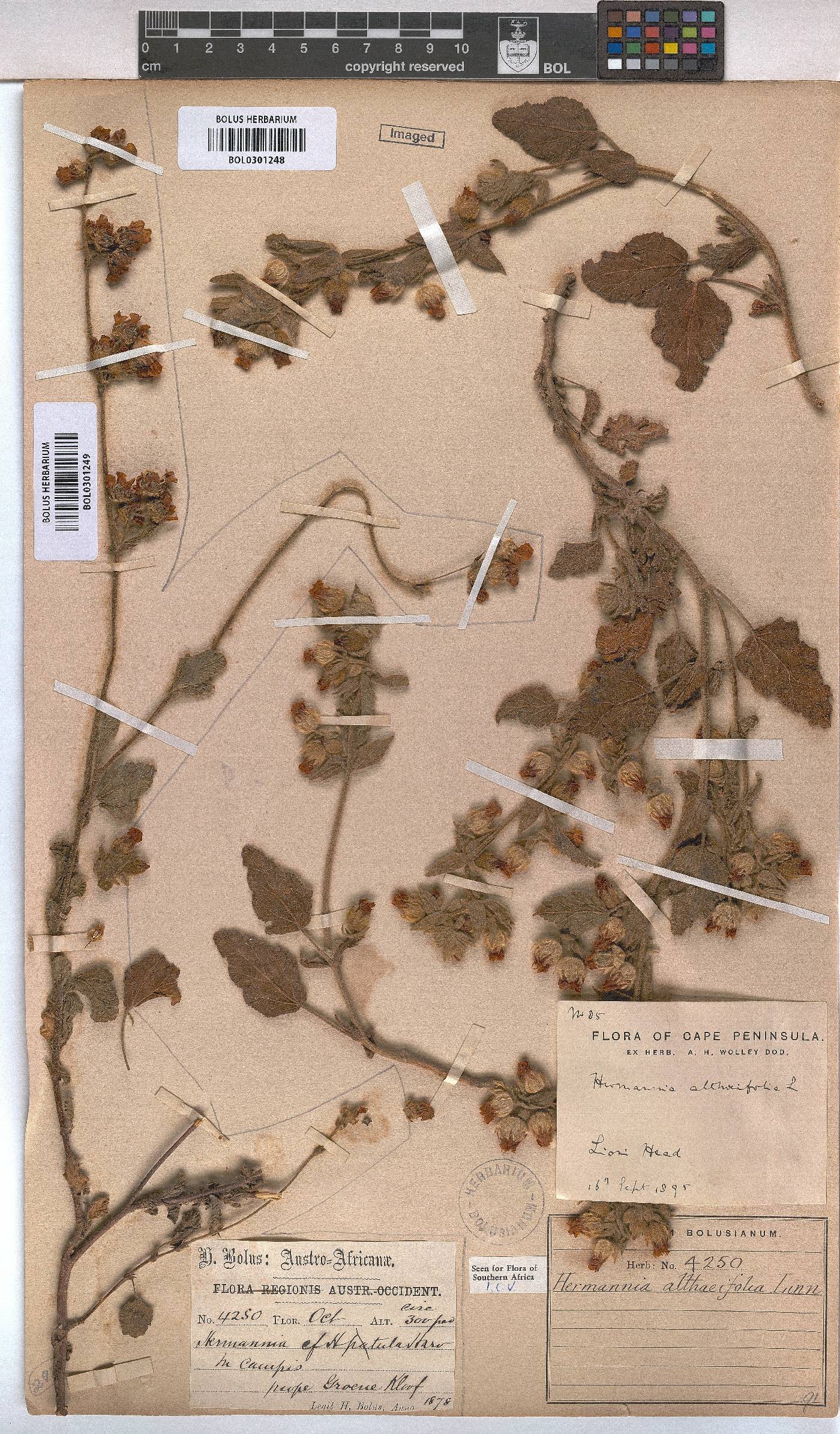 Hermannia althaeifolia image