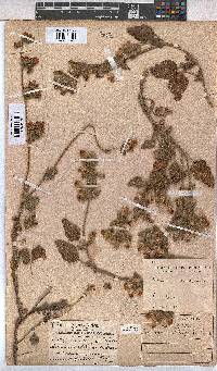 Hermannia althaeifolia image