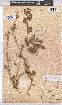 Hermannia althaeifolia image