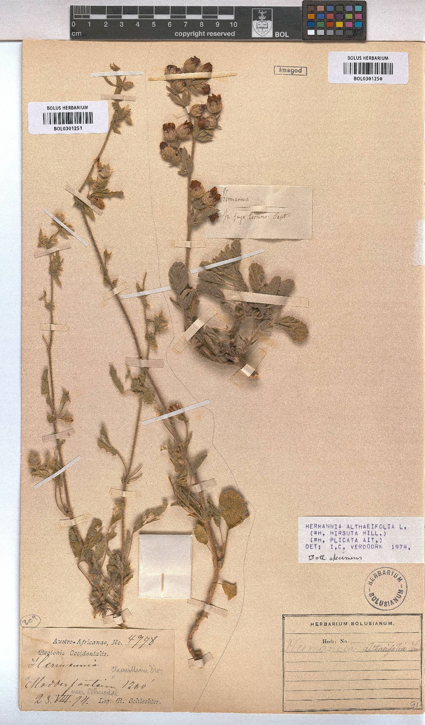 Hermannia althaeifolia image