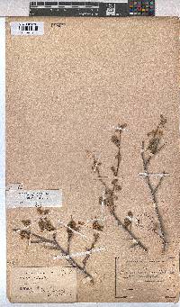 Hermannia cuneifolia var. cuneifolia image