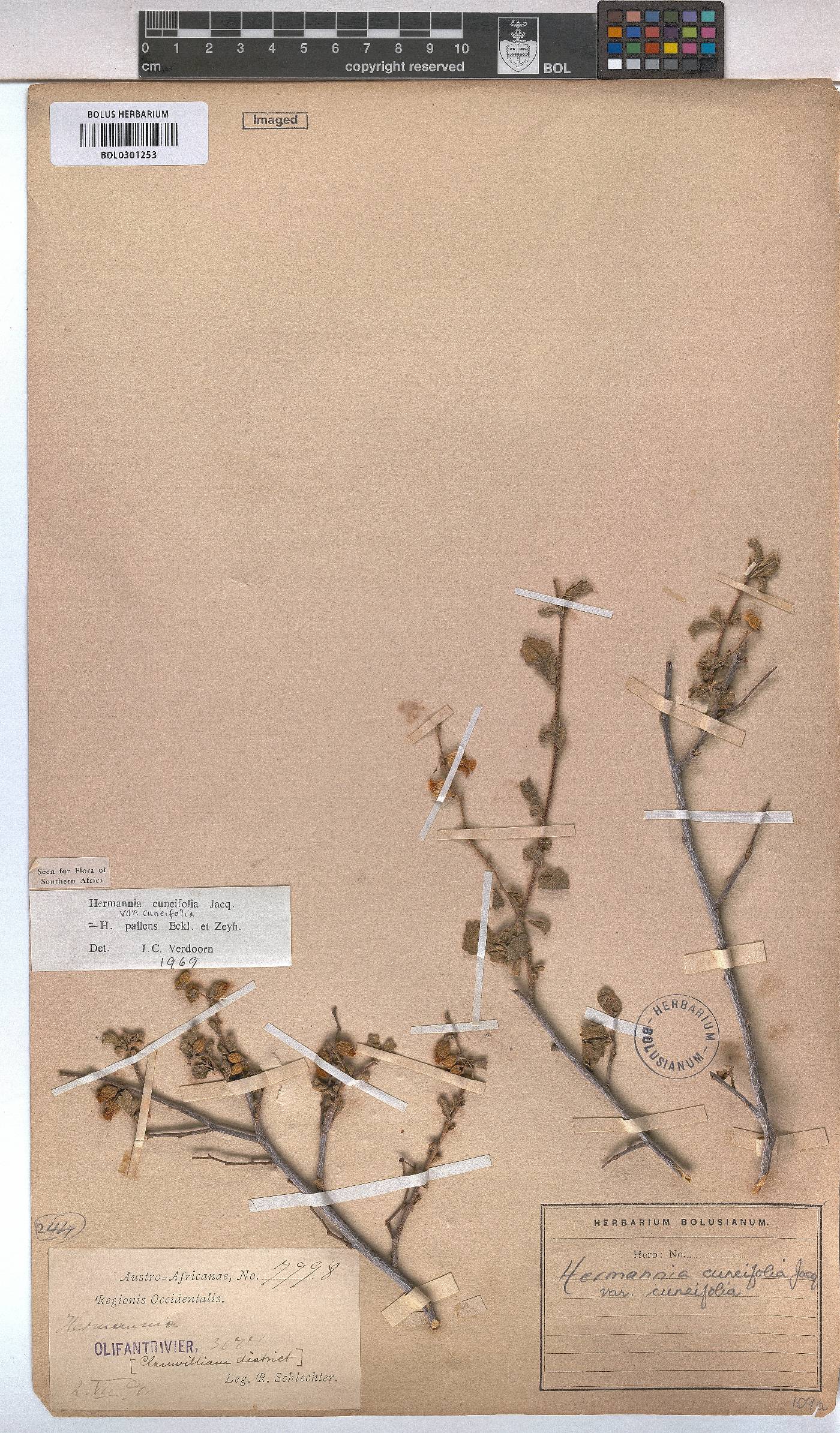 Hermannia cuneifolia var. cuneifolia image
