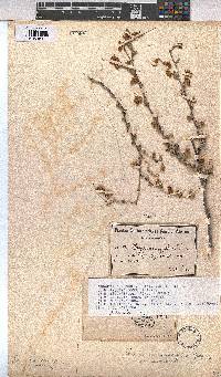 Hermannia cuneifolia var. cuneifolia image
