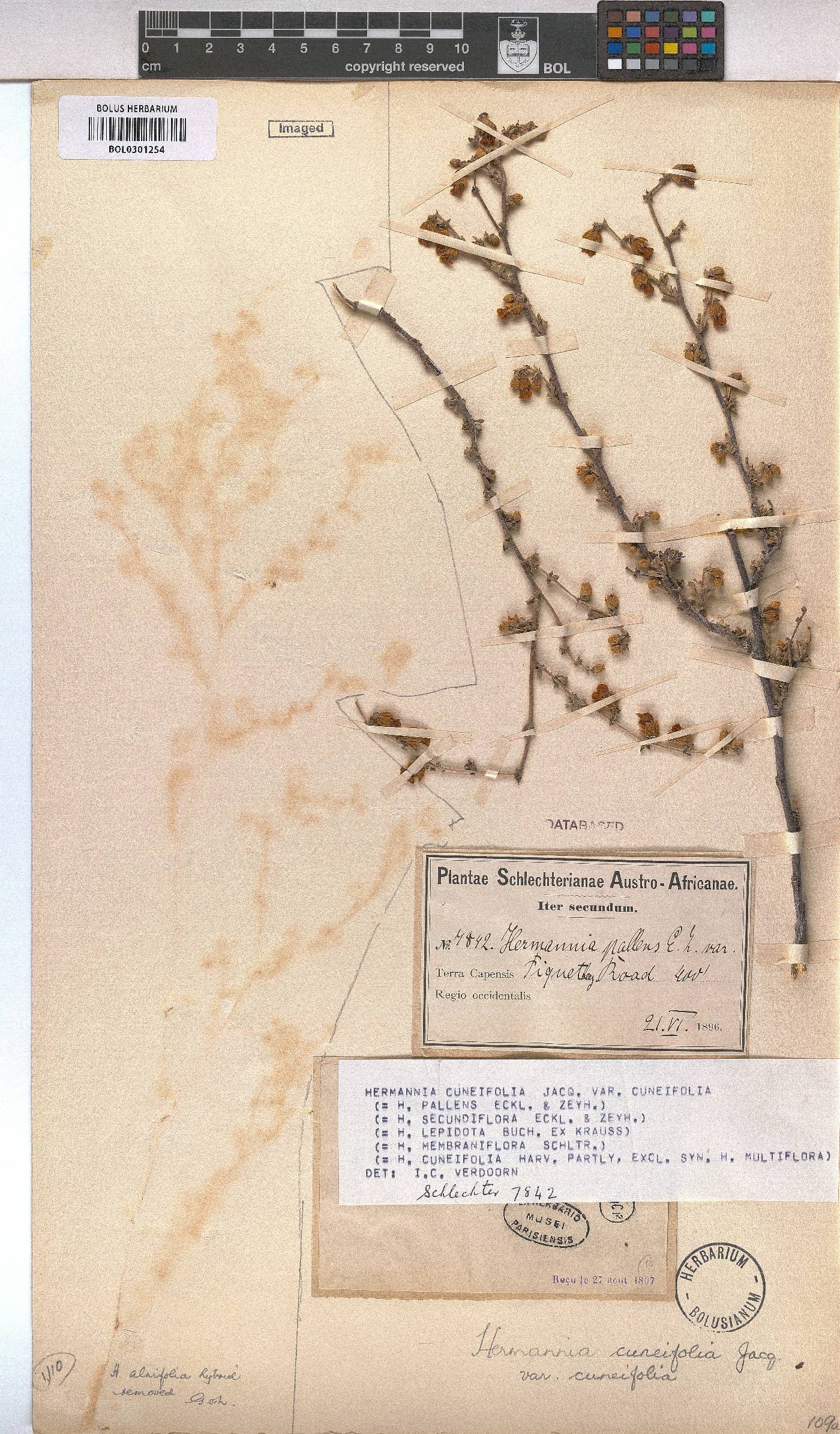 Hermannia cuneifolia var. cuneifolia image