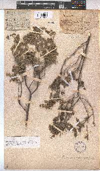 Hermannia holosericea image