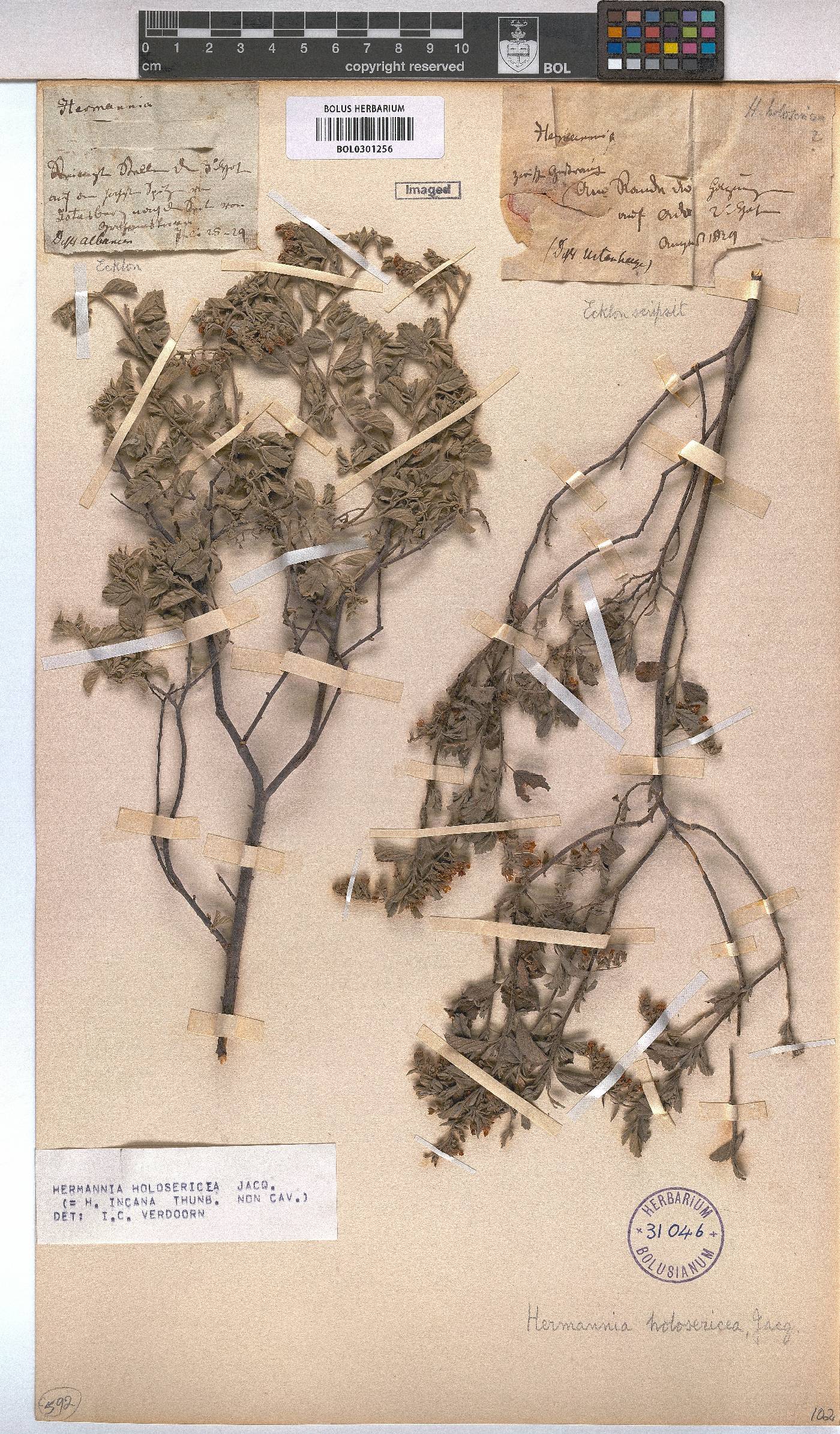 Hermannia holosericea image