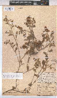 Hermannia holosericea image