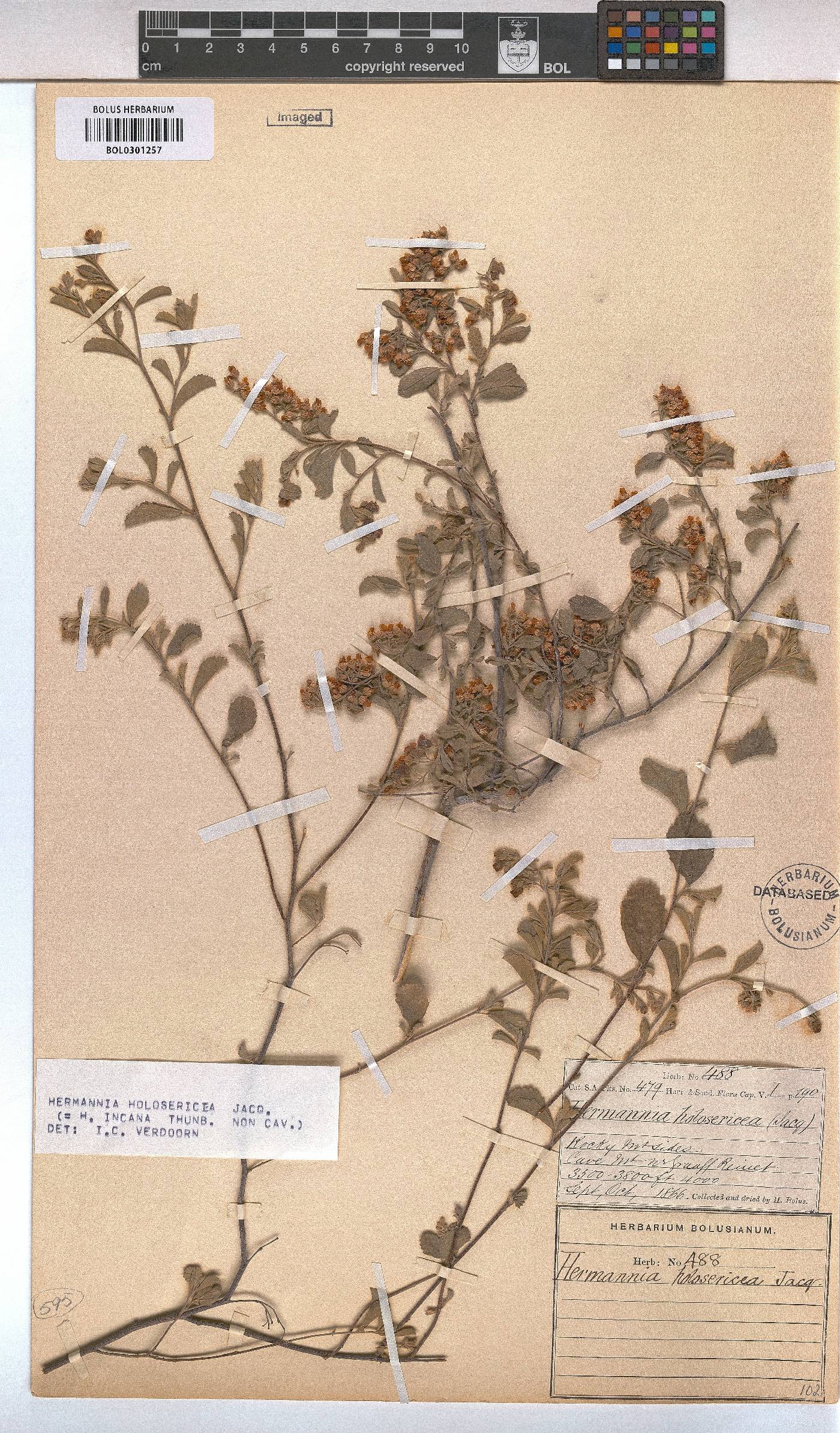 Hermannia holosericea image