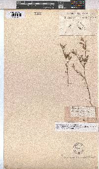 Hermannia lavandulifolia image