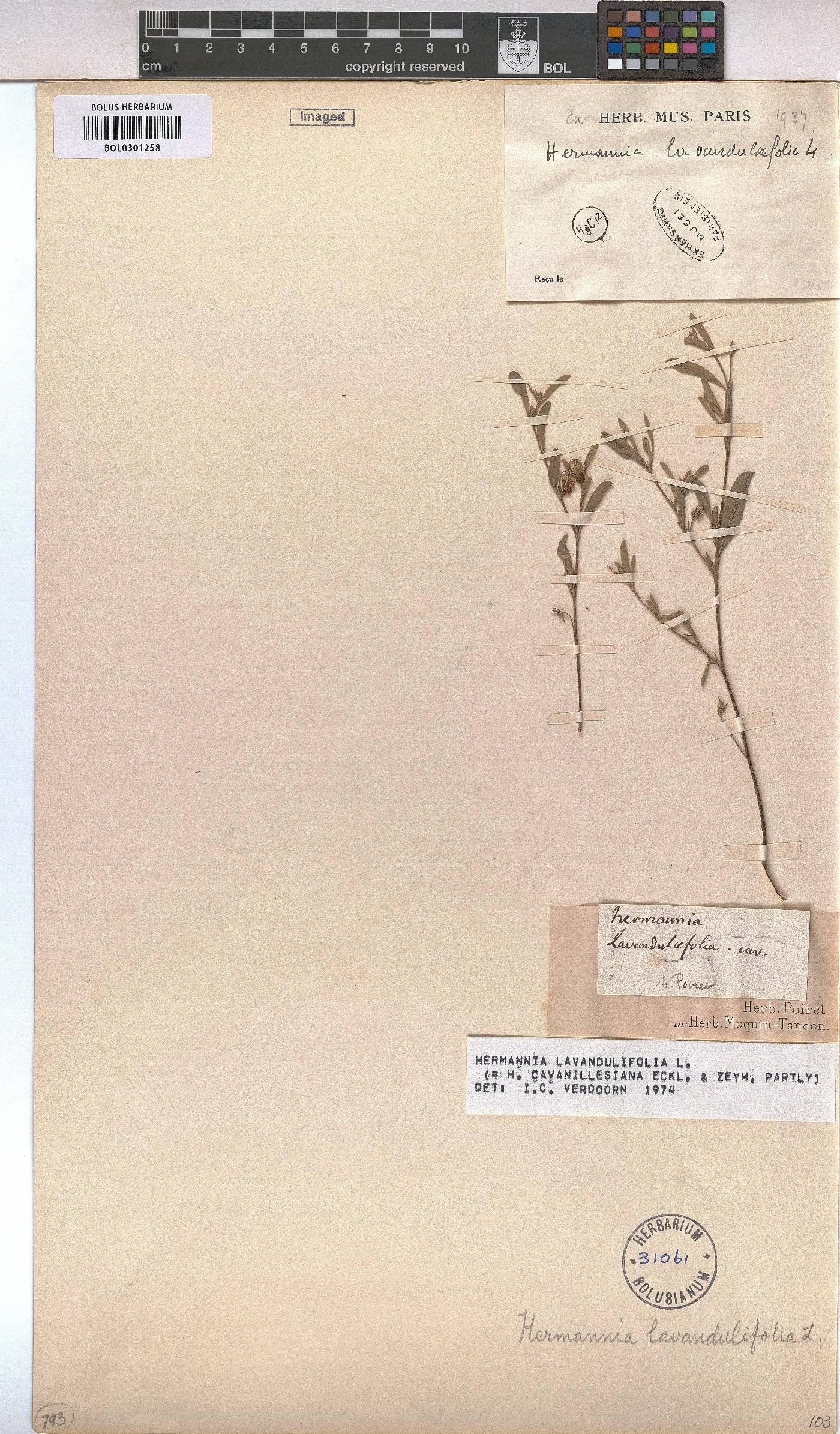 Hermannia lavandulifolia image