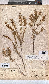 Hermannia sulcata image