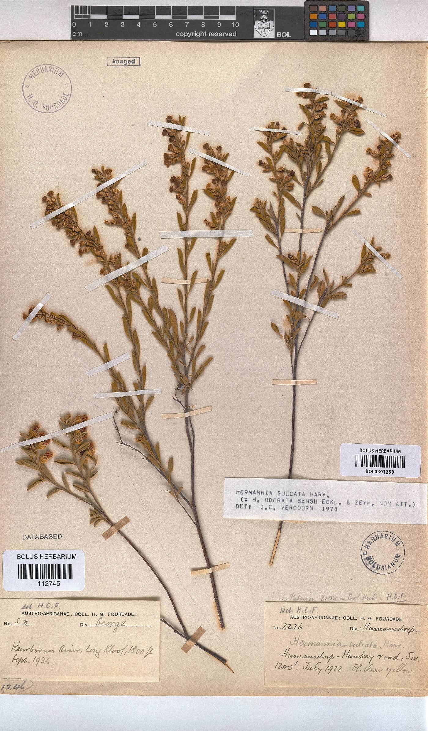Hermannia sulcata image
