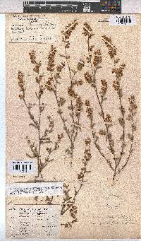 Hermannia diversistipula image