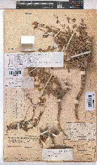 Hermannia cuneifolia var. cuneifolia image