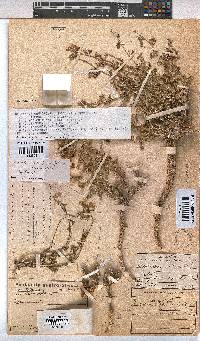 Hermannia cuneifolia var. cuneifolia image