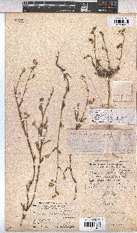Hermannia scabra image