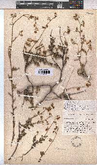 Hermannia scabra image